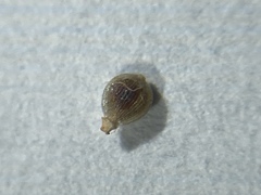 Fimbristylis tomentosa