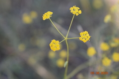 Bupleurum bicaule