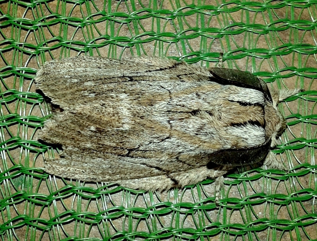 Metajana chanleri