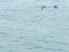 Phocoena phocoena