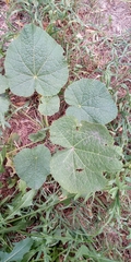 Alcea rosea