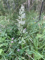 Calamagrostis epigejos