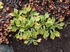 Ranunculus pseudotrullifolius