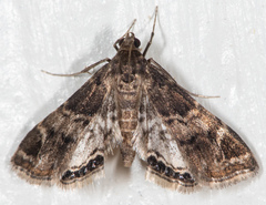 Usingeriessa brunnildalis