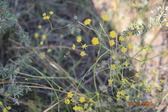 Bupleurum bicaule