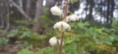 Pyrola elliptica