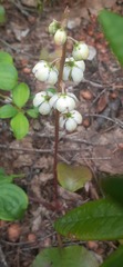 Pyrola elliptica