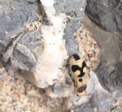 Dasymutilla arachnoides