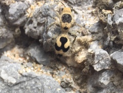 Dasymutilla arachnoides