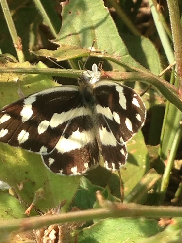 Zebra White
