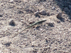 Podarcis siculus