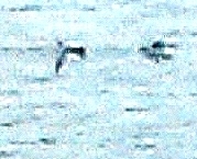 Phocoena phocoena