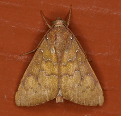 Anomis illita