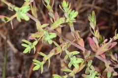Hypericum perforatum perforatum