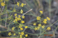 Bupleurum bicaule