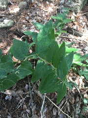 Lithospermum helleri