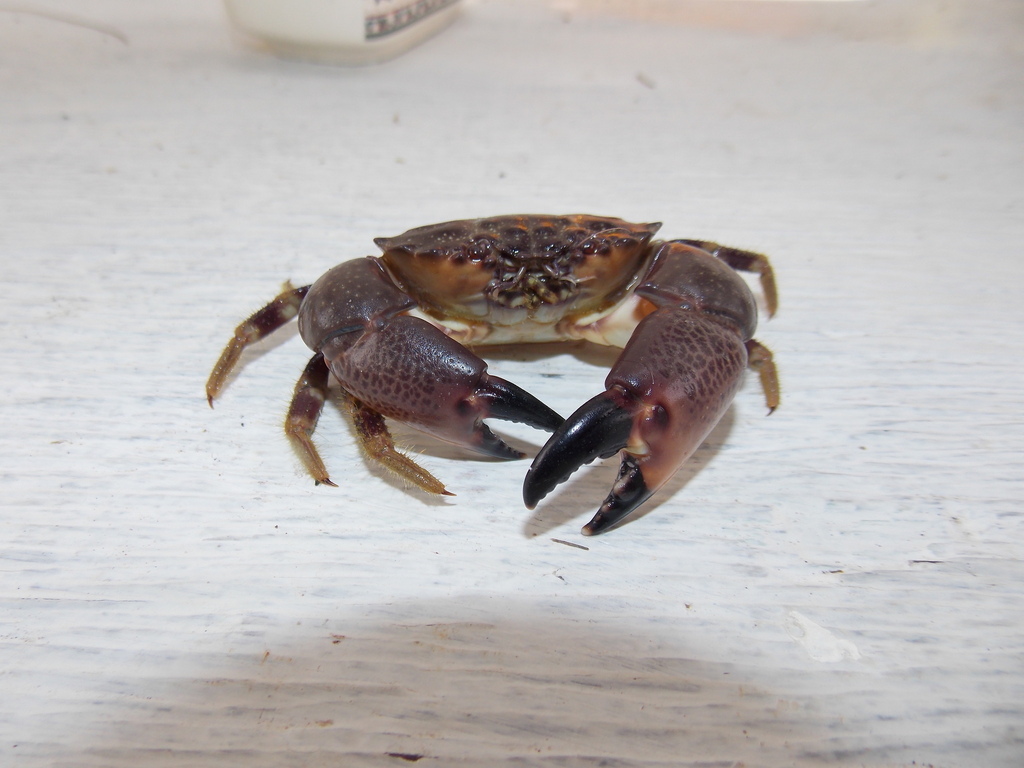 Cuban stone crab