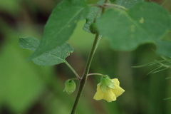 Calliphysalis carpenteri
