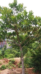 Elaeocarpus sylvestris