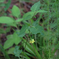 Calliphysalis carpenteri