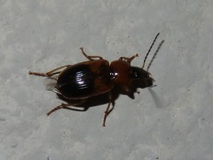 Stenolophus teutonus