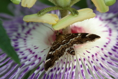Hymenia perspectalis
