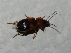 Stenolophus teutonus