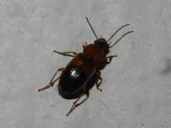 Stenolophus teutonus