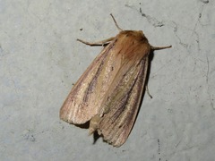 Globia sparganii