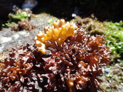 Nothogenia fastigiata