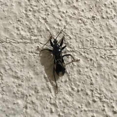 Rasahus albomaculatus