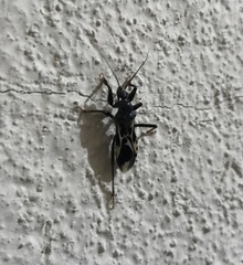 Rasahus albomaculatus