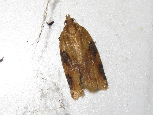 Cyclamen Tortrix, Haagse Hout, Den Haag, Nederland, photo 7 of 10