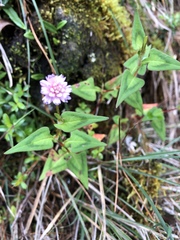 Persicaria runcinata