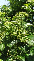 Psychotria serpens