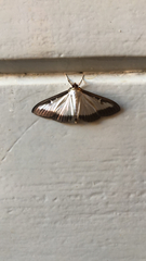 Cydalima perspectalis