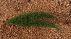 Asparagus juniperoides