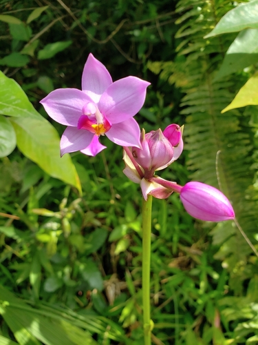 Spathoglottis image