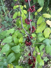 Zanthoxylum americanum