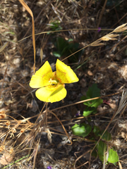 Calochortus luteus