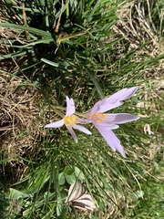Colchicum neapolitanum