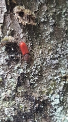 Zenodosus sanguineus