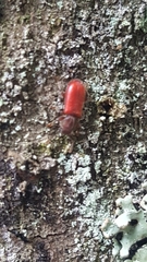 Zenodosus sanguineus