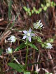 Swertia macrosperma