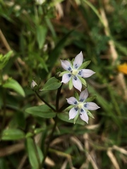 Swertia macrosperma
