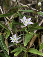 Swertia macrosperma