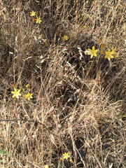 Triteleia ixioides ixioides