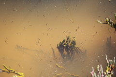 Aedes camptorhynchus