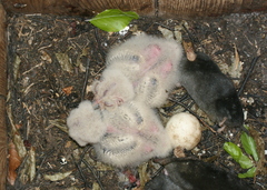Strix uralensis