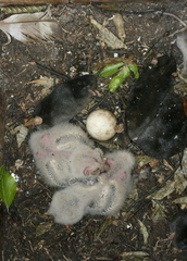 Strix uralensis
